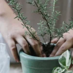 Thriving Green: 5 Essential Tips for Indoor Plant Care